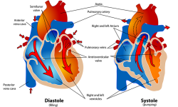 Cardiovascular Services